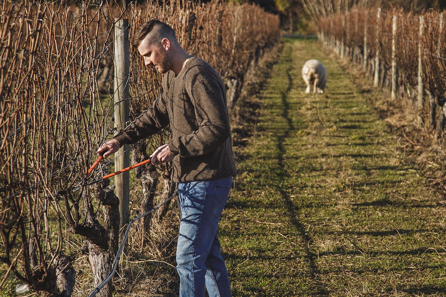 Finn Pruning 2 Column 1470x980px